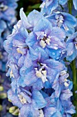 DELPHINIUM GUARDIAN LAVENDER