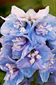 DELPHINIUM GUARDIAN LAVENDER