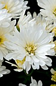 CHRYSANTHEMUM BERTHA WHITE