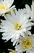 CHRYSANTHEMUM BERTHA WHITE