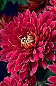 CHRYSANTHEMUM CHINA DOLL