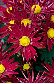 CHRYSANTHEMUM EDANA RED