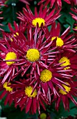 CHRYSANTHEMUM EDANA RED