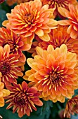 CHRYSANTHEMUM HANNA ORANGE