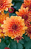 CHRYSANTHEMUM HANNA ORANGE