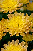 CHRYSANTHEMUM JACQUELINE YELLOW