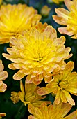 CHRYSANTHEMUM JACQUELINE YELLOW