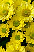 CHRYSANTHEMUM LUCIENNE YELLOW