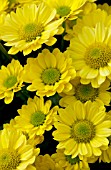 CHRYSANTHEMUM LUCIENNE YELLOW