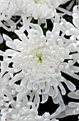 CHRYSANTHEMUM VANCOUVER WHITE