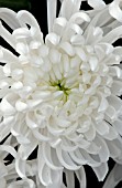 CHRYSANTHEMUM VANCOUVER WHITE