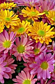 CHRYSANTHEMUM MIX