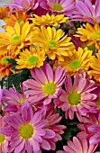 CHRYSANTHEMUM MIX