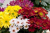 CHRYSANTHEMUM MIX