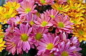 CHRYSANTHEMUM MIX