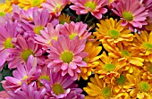 CHRYSANTHEMUM MIX