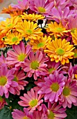 CHRYSANTHEMUM MIX