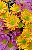 CHRYSANTHEMUM MIX