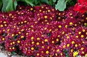 CHRYSANTHEMUM RED