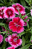 DIANTHUS CHIBA CHERRY PICOTEE