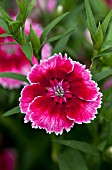 DIANTHUS CHIBA CHERRY PICOTEE