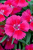 DIANTHUS DIAMOND CORAL