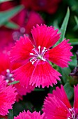 DIANTHUS DIAMOND CORAL