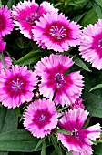 DIANTHUS DIAMOND PURPLE PICOTEE