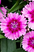 DIANTHUS DIAMOND PURPLE PICOTEE