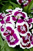 DIANTHUS BARBATUS DIABUNDA PURPLE PICOTEE