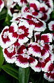 DIANTHUS BARBATUS DIABUNDA RED PICOTEE