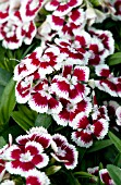 DIANTHUS BARBATUS DIABUNDA RED PICOTEE