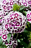 DIANTHUS BARBATUS SWEET PURPLE WHITE BICOLOR