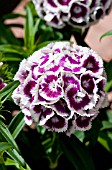 DIANTHUS BARBATUS SWEET PURPLE WHITE BICOLOR