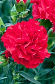 DIANTHUS CARYOPHYLLUS CAN CAN SCARLET