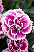 DIANTHUS CARYOPHYLLUS SUPER TROUPER MAGENTA AND WHITE