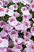 DIASCIA BARBERAE DARLA LIGHT PINK