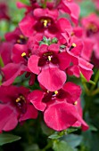 DIASCIA BARBERAE DARLA RED