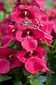 DIASCIA BARBERAE DARLA RED