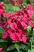 DIASCIA BARBERAE DARLA RED