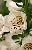 DIGITALIS CAMELOT CREAM