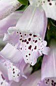 DIGITALIS CAMELOT LAVENDER