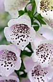 DIGITALIS CAMELOT LAVENDER