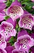 DIGITALIS CAMELOT ROSE