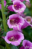 DIGITALIS CAMELOT ROSE