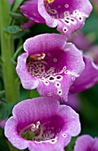 DIGITALIS CAMELOT ROSE