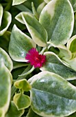 DOROTHEANTHUS BELLIDIFORMIS MEZOO TRAILING RED