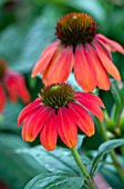 ECHINACEA SOMBRERO HOT CORAL