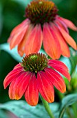 ECHINACEA SOMBRERO HOT CORAL