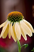 ECHINACEA SOMBRERO SANDY YELLOW